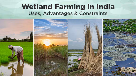 Wetland Farming in India: Uses, Advantages & Constraints