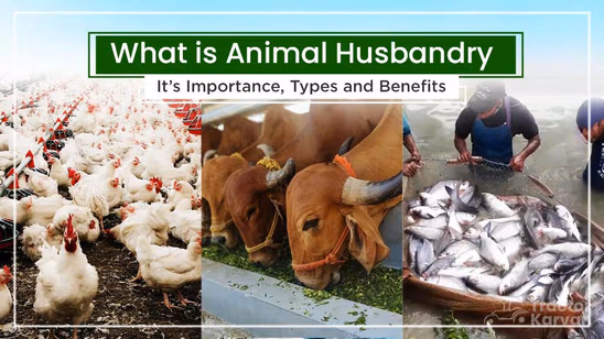 What is Animal Husbandry: Its Importance, Types and Benefits