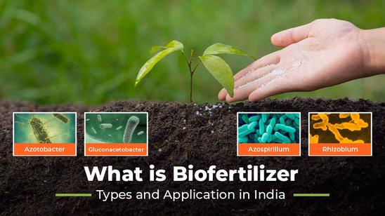 Understanding Biofertilizers, its Types and Applications in India