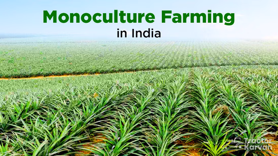 Monoculture Farming in India: Its Advantages and Disadvantages