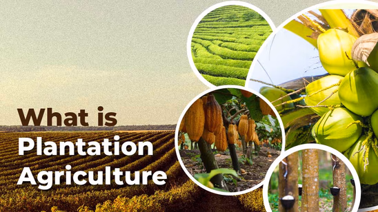What is Plantation Agriculture: Meaning, Crops, Features and Scope