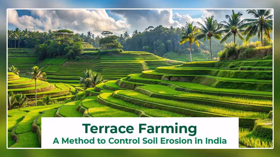 Terrace Farming in India: Cultivating a Sustainable Future