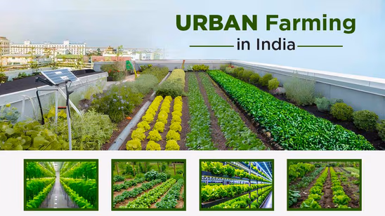Urban Farming in India – Types and Advantages