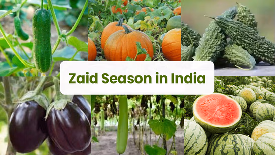 What is Zaid Crop Season in India and Which Major Crops Are Grown?