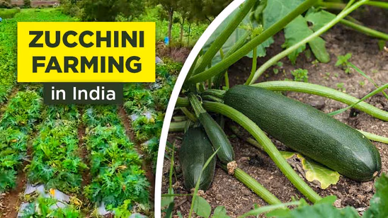 Zucchini Farming in India