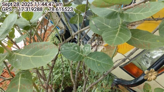 Ashok Leyland Bada Dost Used Commercial Vehicle