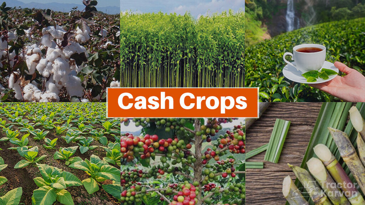 Cash Crops - Meaning, Types and Importance Article