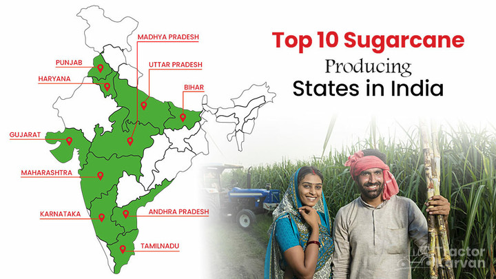 Top 10 Sugarcane Producing States in India in 2023 Article