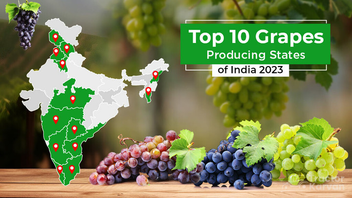 Top 10 Grape-Producing States in India 2023 Article
