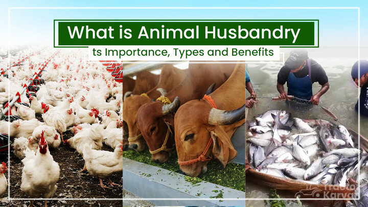 What is Animal Husbandry: Its Importance, Types and Benefits Article